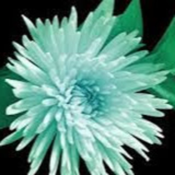 Meet your Posher, Melisa - Picture 1 of 1